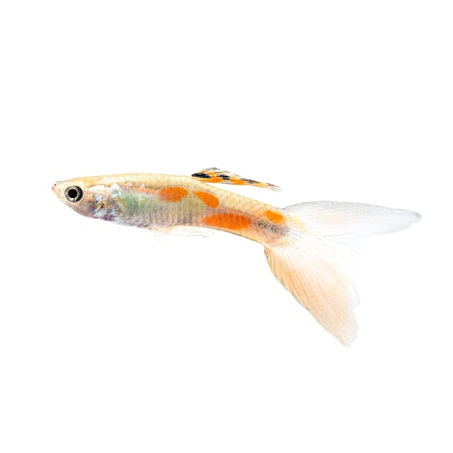 Male Lyretail Guppys for Sale: Order Online