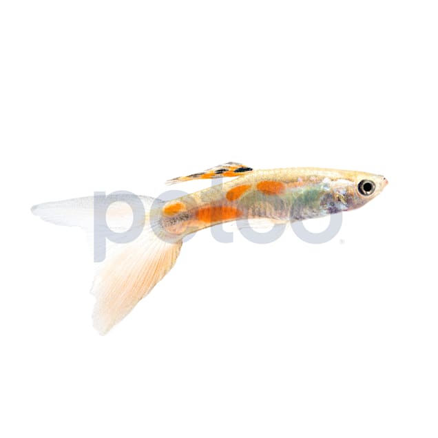 Male Lyretail Guppy (Poecilia reticulata) - Carousel image #1
