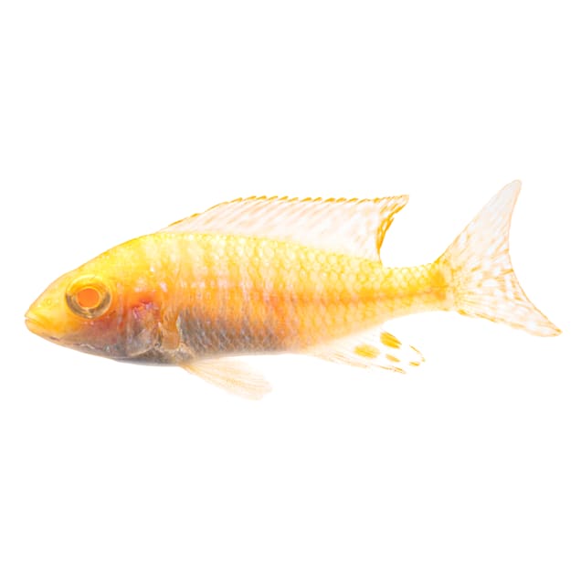 Albino Peacock Cichlid Medium Petco Find the perfect peacock cichlids stock photo. albino peacock cichlid