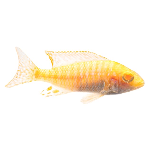 Albino Peacock Cichlid Medium Petco