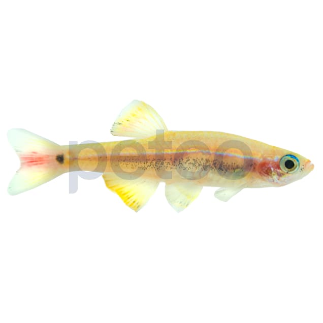 10 X WHITE CLOUD MOUNTAIN MINNOW - TROPICAL FISH