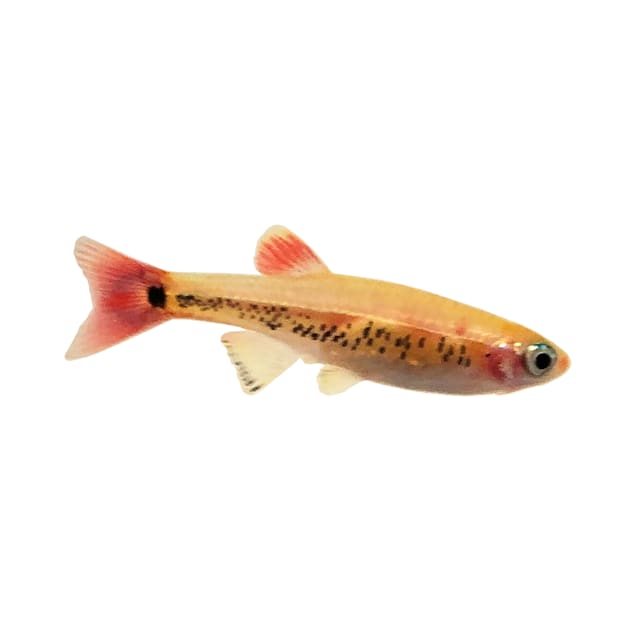 Bottom feeder fish petco sale