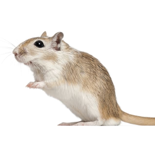 Mongolian gerbil for sale hot sale