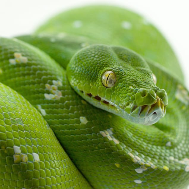 Green Tree Python (Morelia viridis)