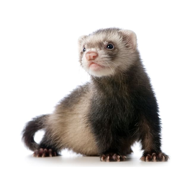 Ferret (Mustela putorius furo)
