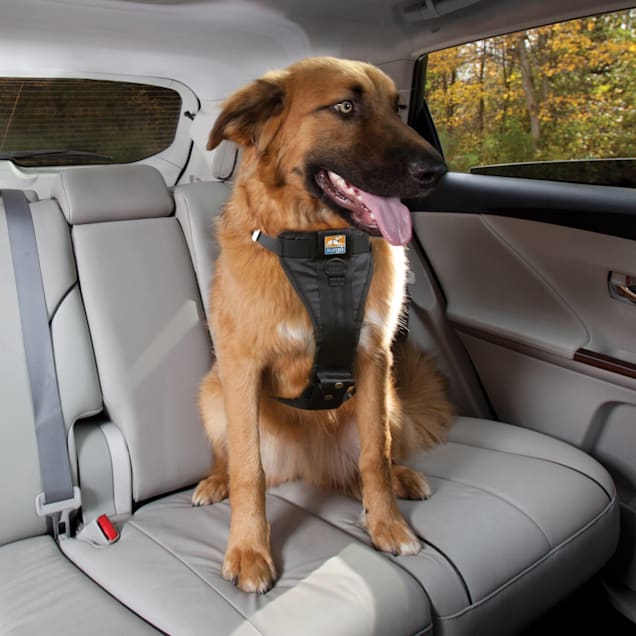 safest dog harness for car