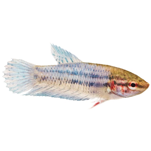 Baby Bettas For Sale Order Baby Bettas Online Petco