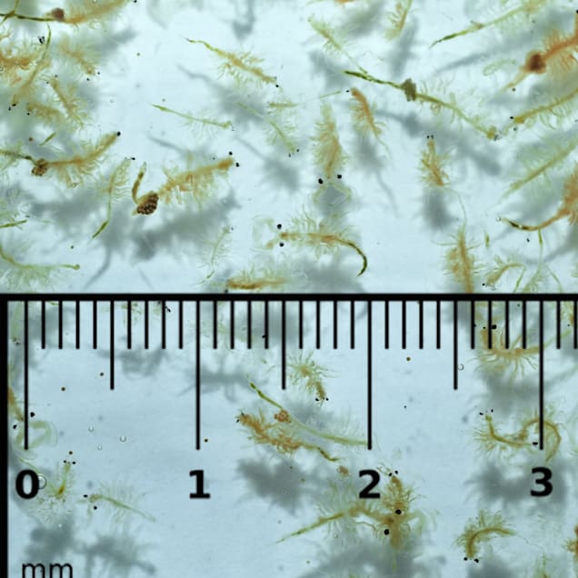 Petco frozen brine shrimp shop