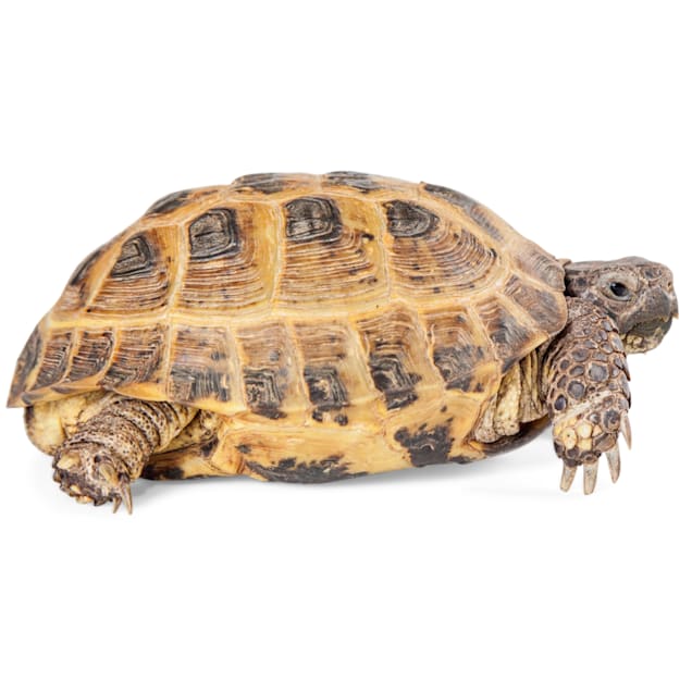 Russian tortoise price cheap at petsmart