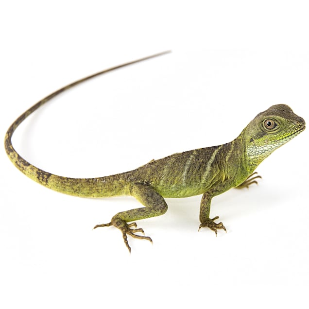 Chinese Water Dragon For Sale Petco