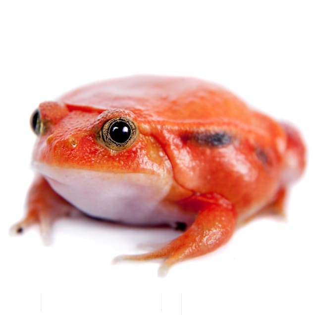 Tomato frog petco sale