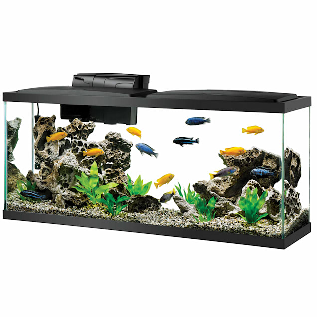 roddel Moedig aan kogel Aqueon Standard Glass Aquarium Tank 55 Gallon | Petco | 55G Fish Tank,  55Gal Fish Tank, 55 Gallon Aquarium, 55 Gallon Tank Dimensions