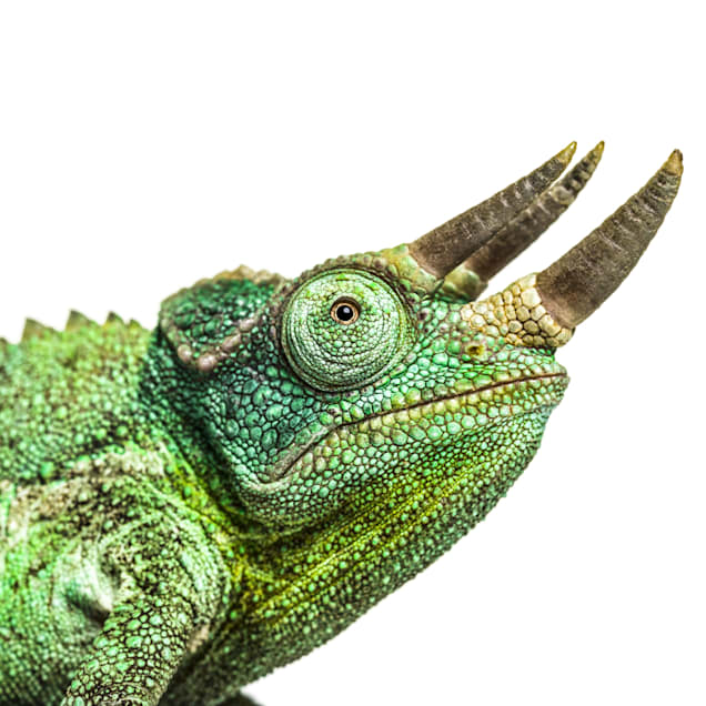 Jackson chameleon for online sale petco
