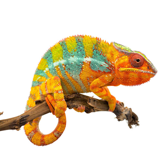 Should You Keep a Panther Chameleon as a Pet?