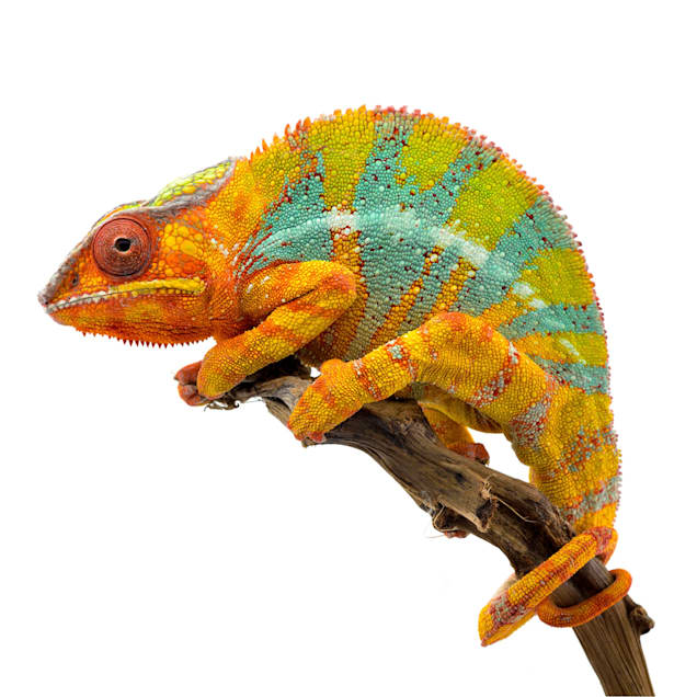 Panther chameleon - San Francisco Zoo & Gardens