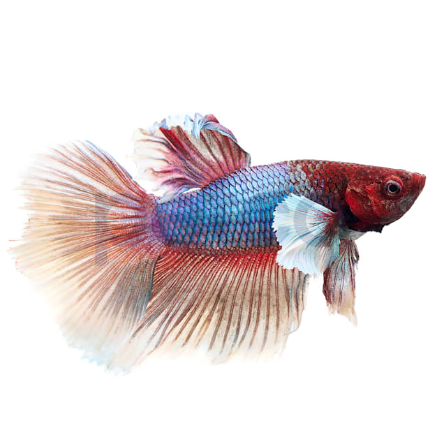 Elephant Ear Halfmoon Betta Fish For Sale Petco