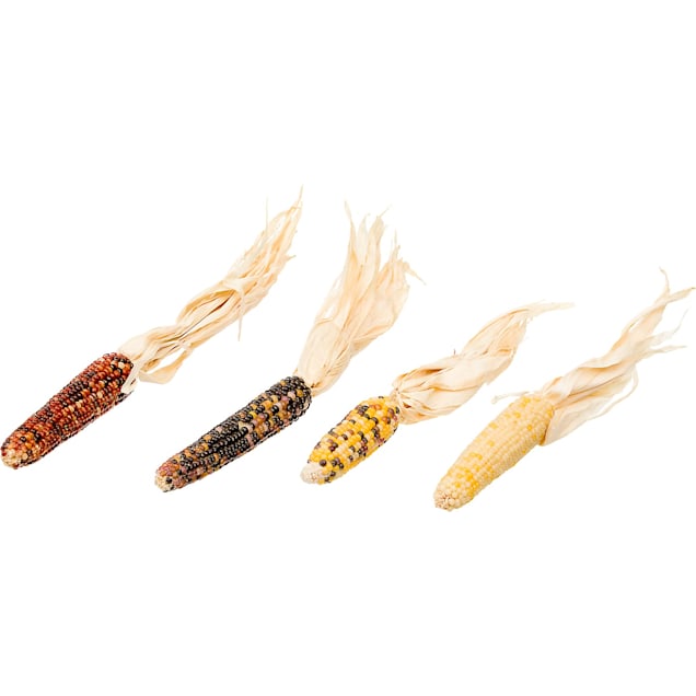 Brown's Tropical Carnival Mini Corn-on-the-Cob with Husks Foraging Treats - Carousel image #1