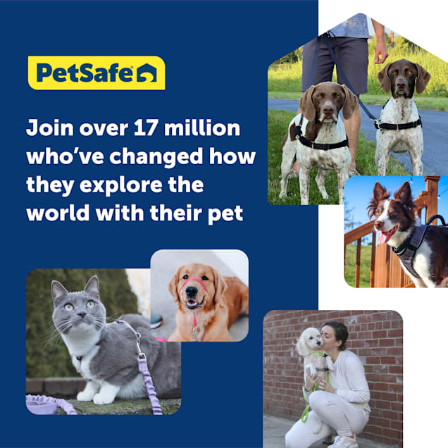 Kitty store holster petco