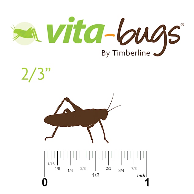 Vita Bugs 2 3 Live Crickets Count Of 250 Petco