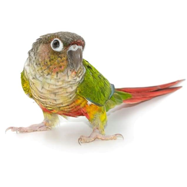 Jenday conure price at petco deals