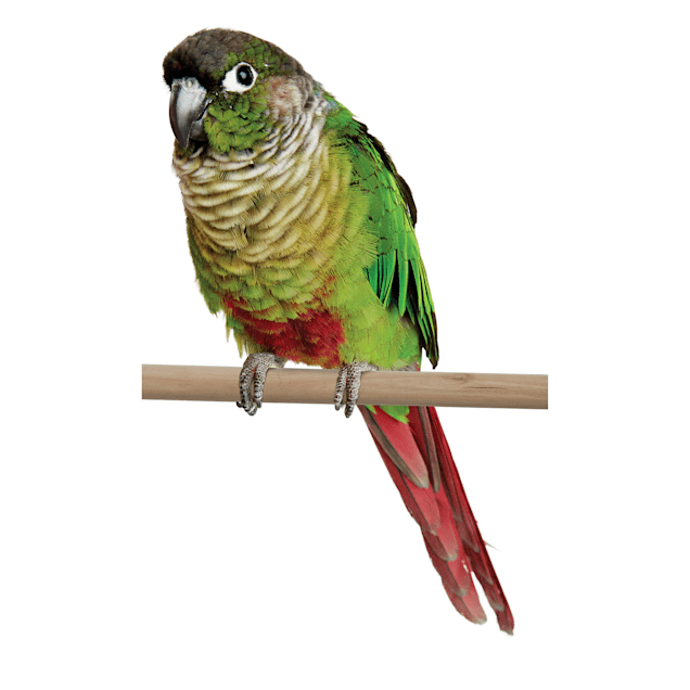 Conures for Sale Green Cheek Conure Birds for Sale Petco