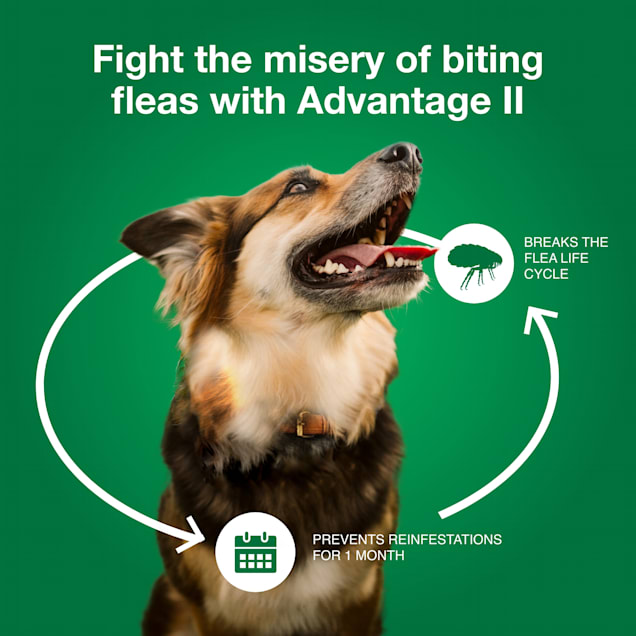 advantage ii for cats petco