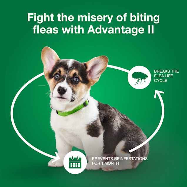 Advantage Ii Once A Month Topical Flea Treatment For Dogs Puppies 3 To 10 Lbs Pack Of 4 Petco