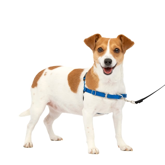 PetSafe Easy Walk Blue Dog Harness, Small - Carousel image #1