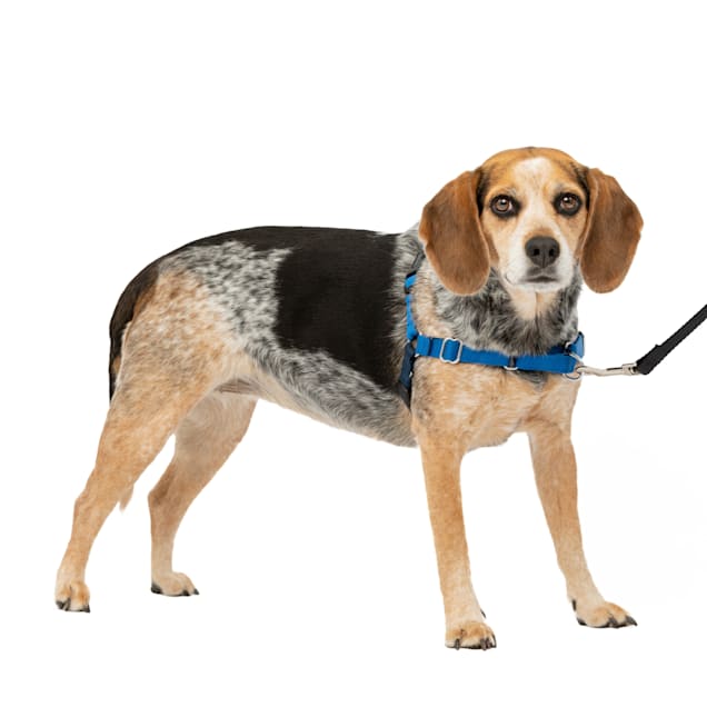 Your complete guide to the 10 best no-pull dog harnesses