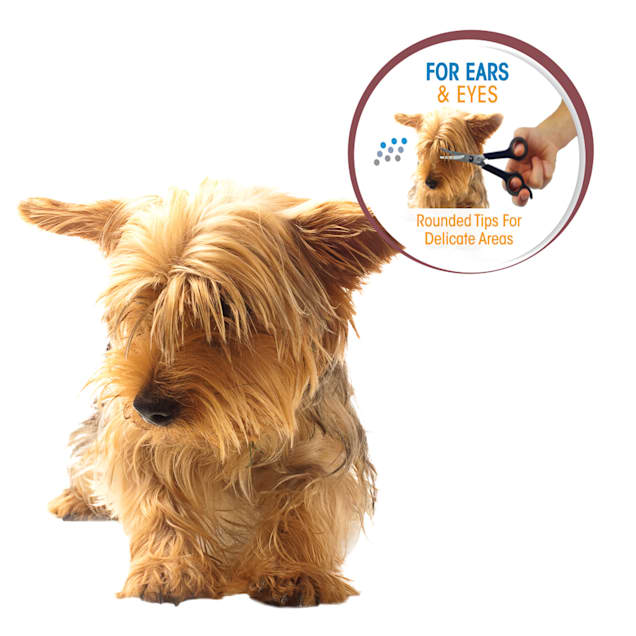 Four Paws Magic Coat Ear & Eye Dog Grooming Scissors, 6" L X 2.5" W