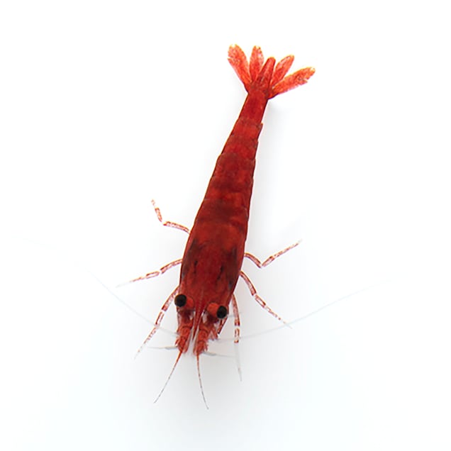 Shrimp for new arrivals fish tank