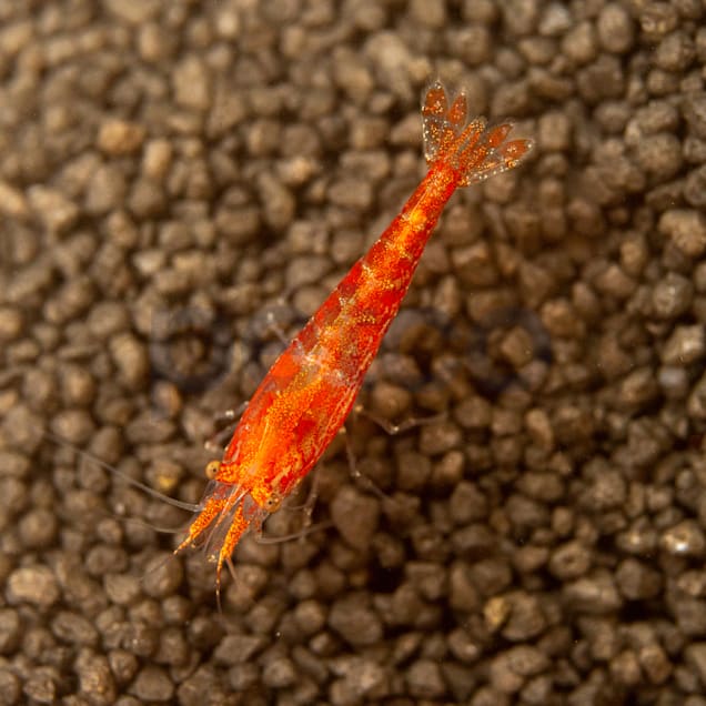 Cherry Shrimp, 0.5"-1" (Neocaridina sp.)