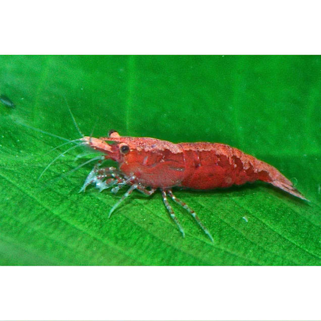 Cherry Shrimp For Sale 0 5 1 S Order Online Petco