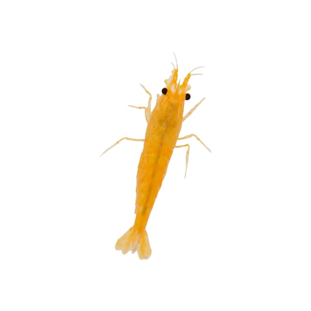 Petco shrimp tank best sale