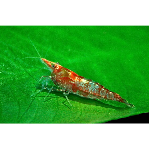 Rainbow shrimp petco store