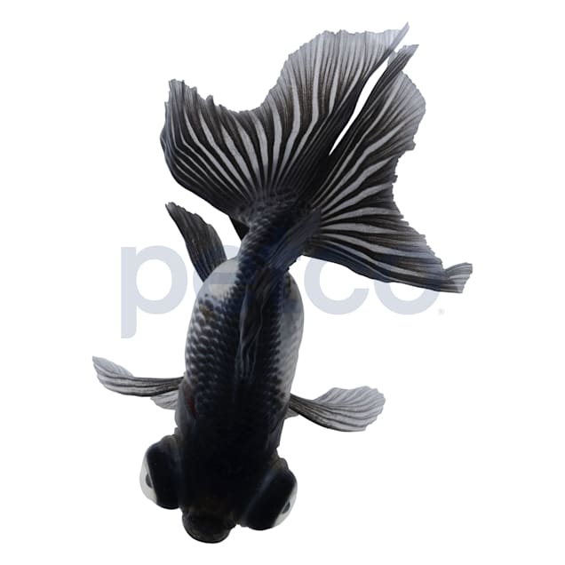 Petco goldfish best sale