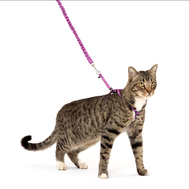 Petco gentle clearance leader harness