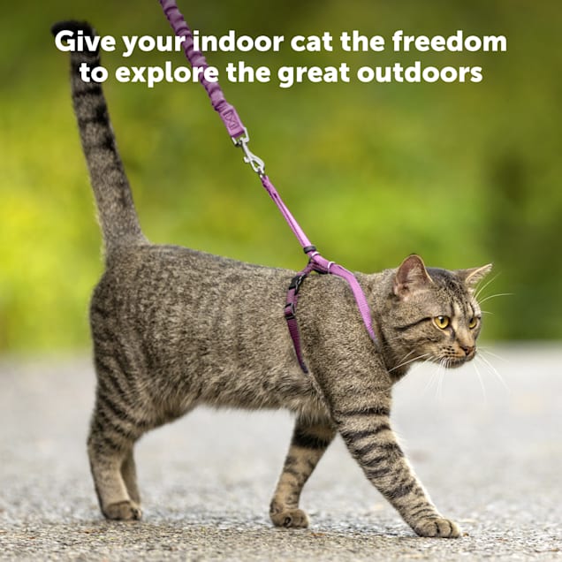 PetSafe Gentle Leader Come with Me Kitty Harness Bungee Leash Dusty Rose Medium Petco