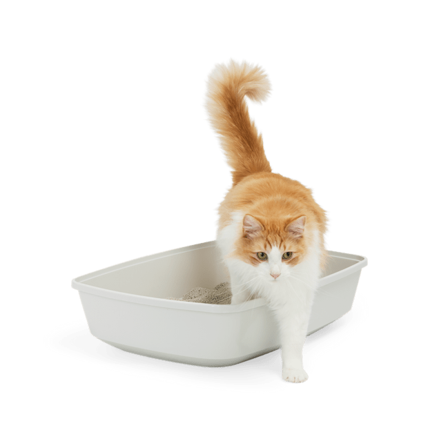 So phresh dog litter box cheap