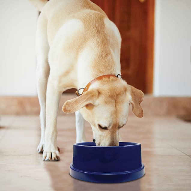 Petco heated water bowl store