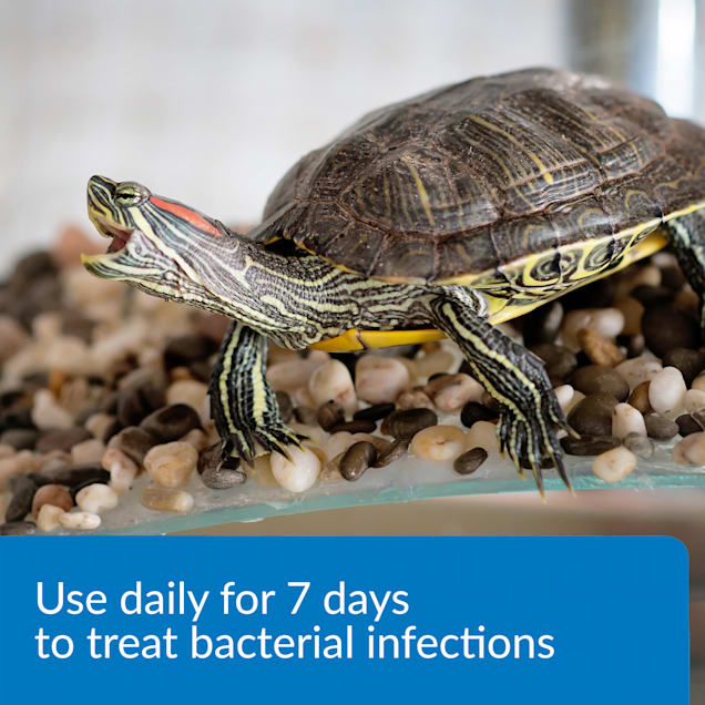 Petco turtle starter kit clearance