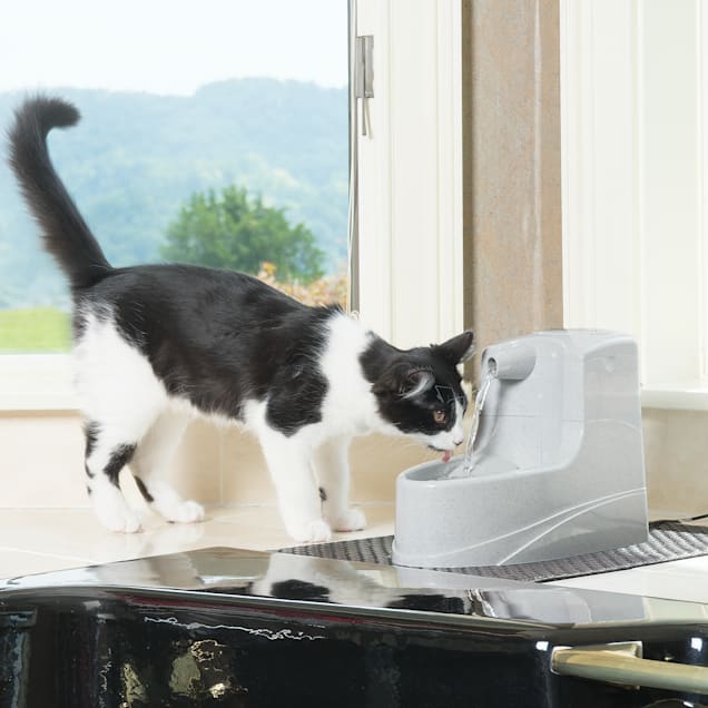 mini pet fountain