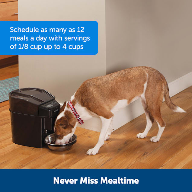 Petsafe feed pet feeder sale