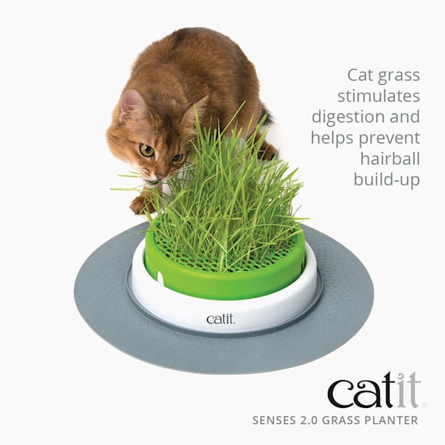 Cat grass toy hot sale