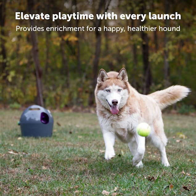 Ball thrower for large dogs hot sale