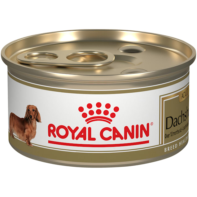 Senior dachshund food store