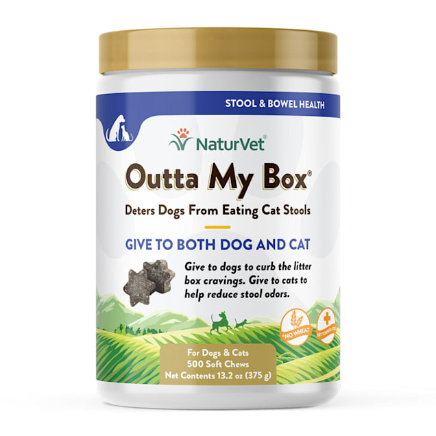 How to get my dog to stop eating cat litter on sale