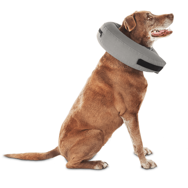 Inflatable dog cone petco Clearance