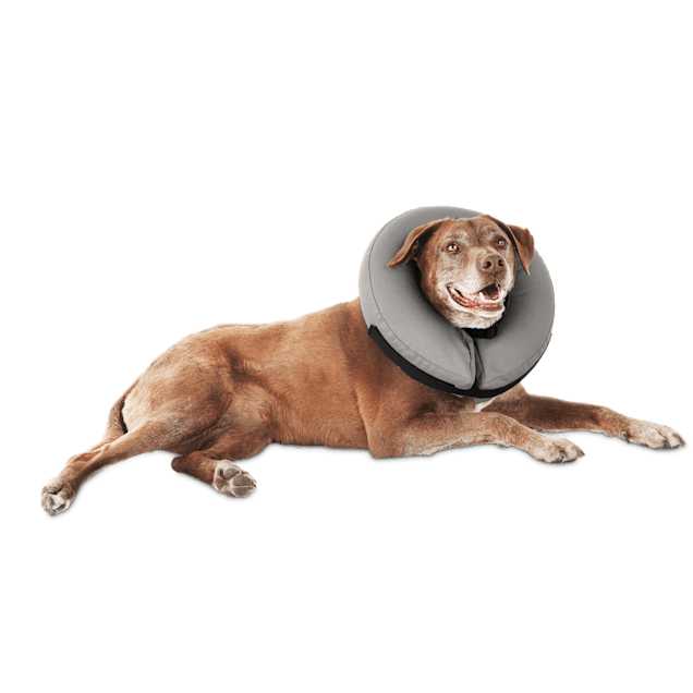 Inflatable dog collar petco clearance