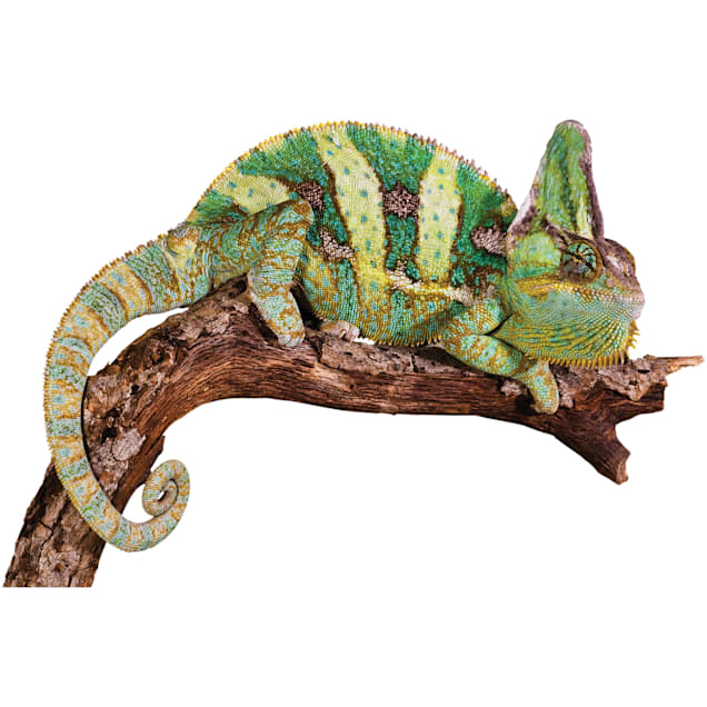 Baby Veiled Chameleons